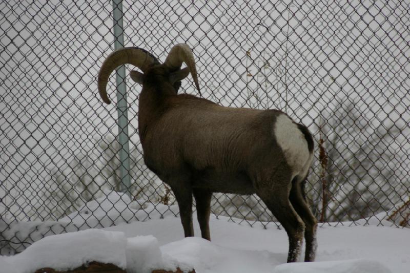 2007-12-09 16:02:46 ** Utah, Zoo ** Dickhornschaf.