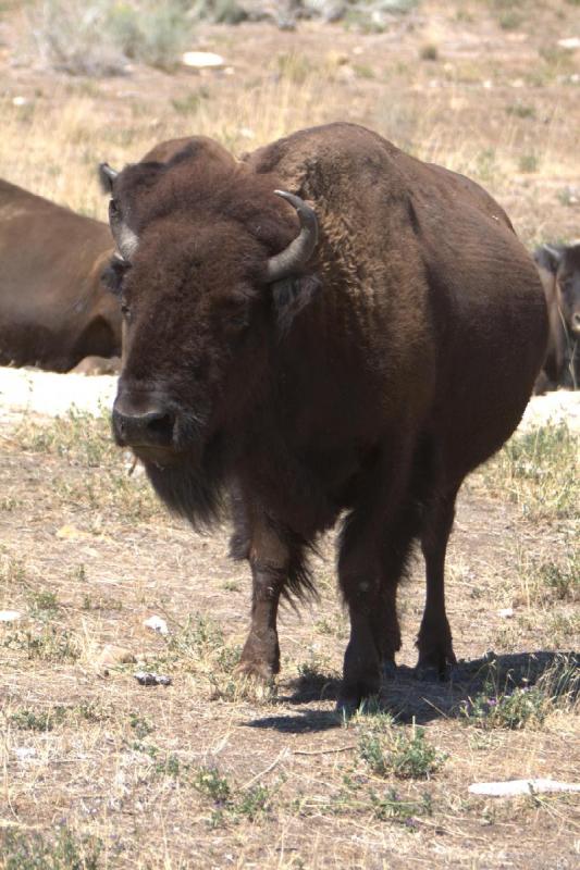 2014-08-15 11:49:44 ** Antelope Island, Bison, Utah ** 