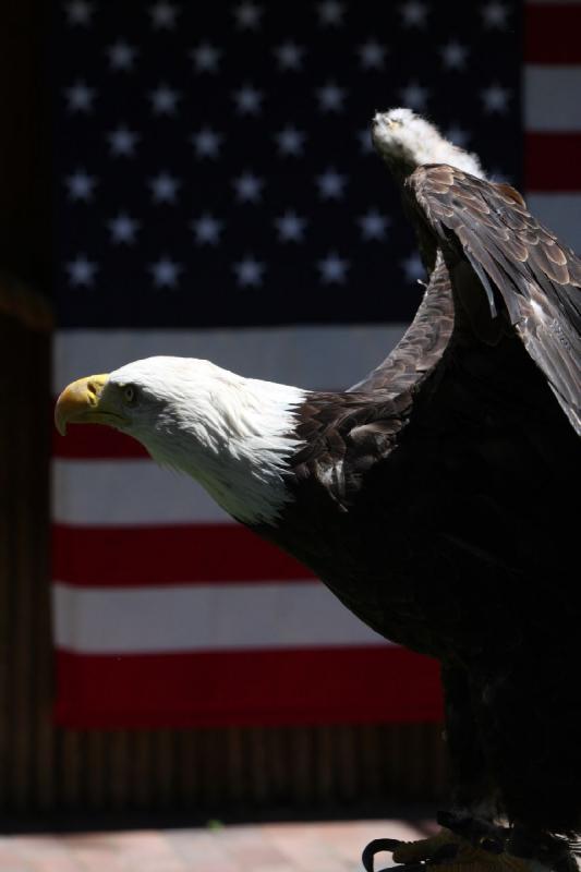 2011-07-15 13:29:02 ** Utah, Weißkopfseeadler, Zoo ** 