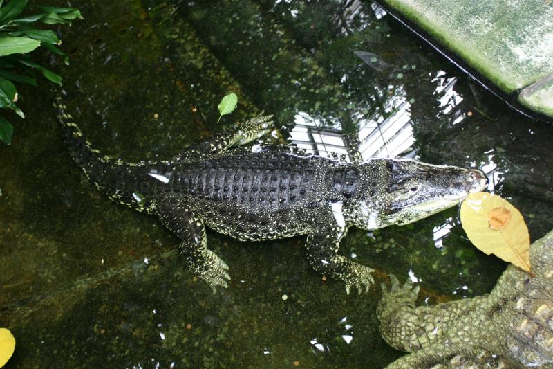 2005-08-25 15:01:52 ** Berlin, Deutschland, Zoo ** Krokodil.