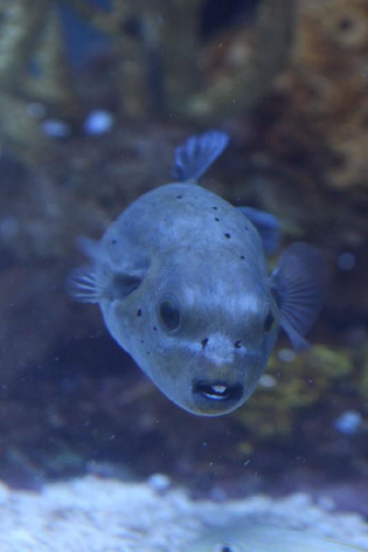 2012-06-16 11:05:35 ** Aquarium, Seattle ** 