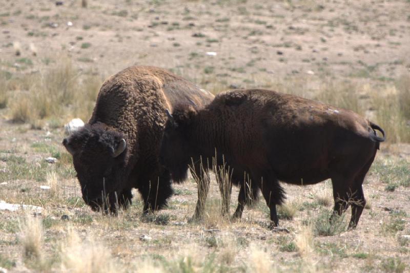 2014-08-15 11:40:34 ** Antelope Island, Bison, Utah ** 