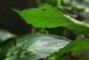 Insects that look like leaves.