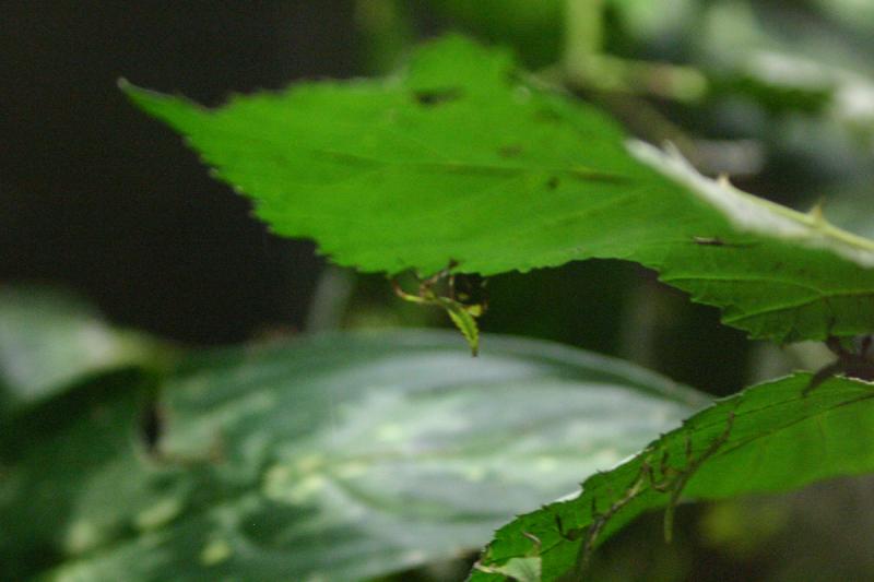 2005-08-25 15:16:39 ** Berlin, Deutschland, Zoo ** Insekten, die wie Blätter aussehen.