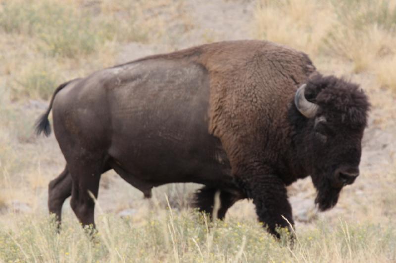 2013-08-24 15:37:54 ** Antelope Island, Bison, Utah ** 