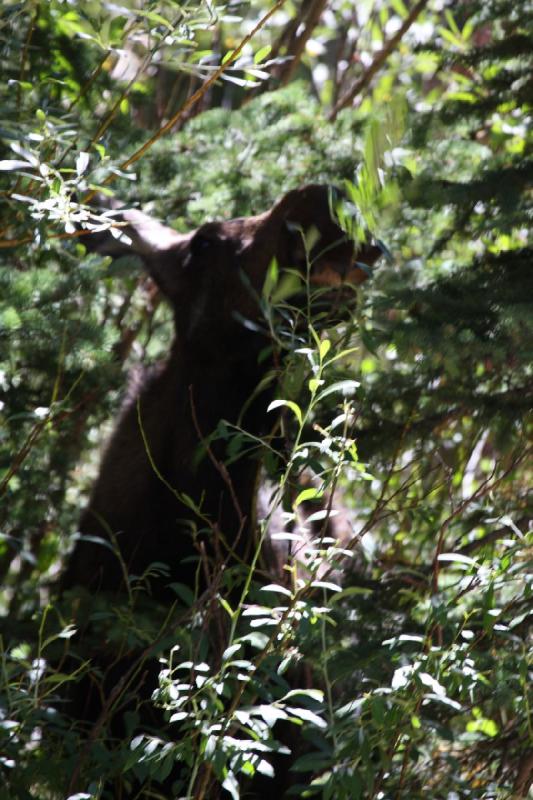 2010-08-21 11:13:58 ** Moose, Uinta Mountains ** 