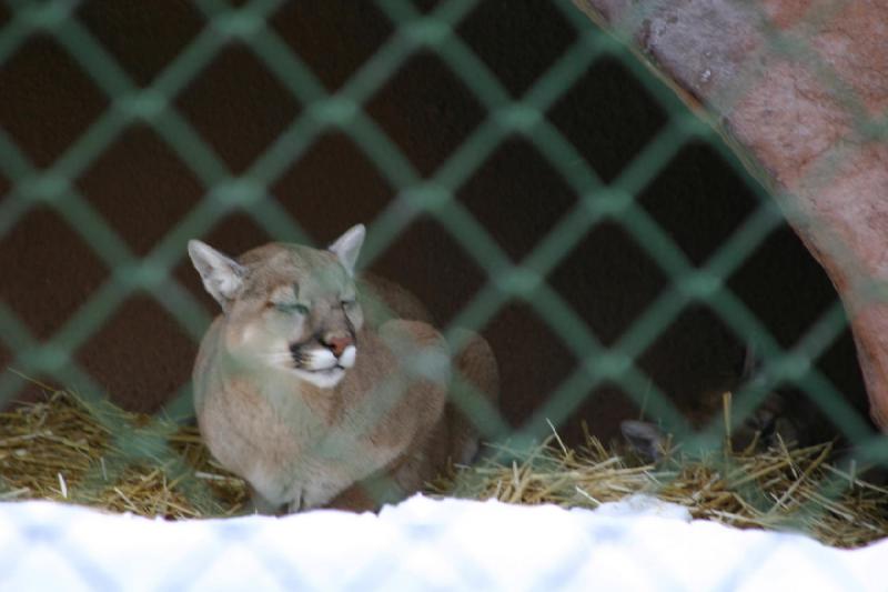 2007-12-09 15:36:14 ** Utah, Zoo ** Die beiden Pumas haben liegen lieber auf dem Stroh als auf dem Schnee.