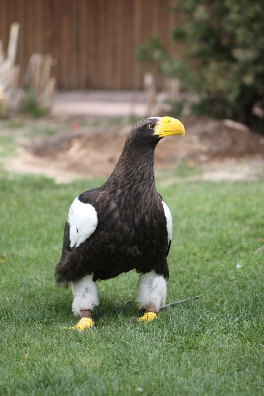 2011-05-07 11:02:28 ** Riesenseeadler, Utah, Zoo ** 