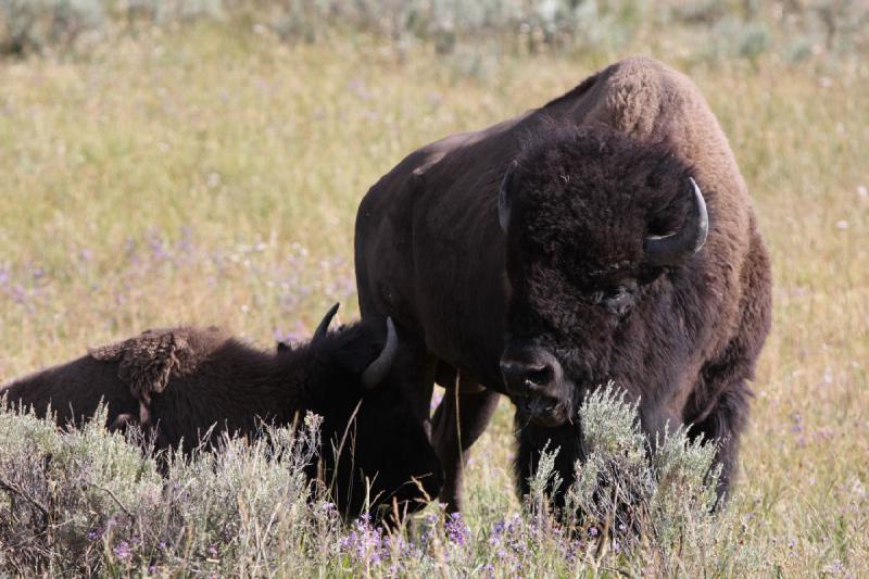 2008-08-15 17:14:02 ** Bison, Yellowstone Nationalpark ** 