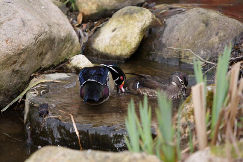 2010-04-13 15:44:13 ** Deutschland, Walsrode, Zoo ** 