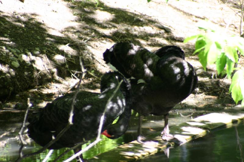 2005-05-21 16:35:34 ** Tracy Vogelpark ** Schwarze Schwäne.