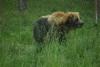 It was not allowed to stop inside the bear enclosure and the car windows had to be closed.