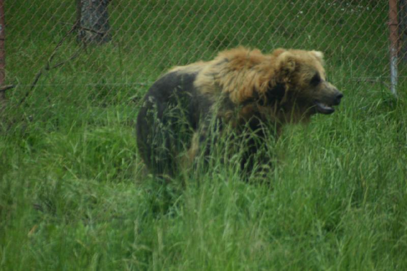 2005-05-07 14:36:56 ** Oregon, Roseburg, Zoo ** It was not allowed to stop inside the bear enclosure and the car windows had to be closed.