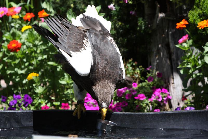 2011-07-15 13:02:36 ** Riesenseeadler, Utah, Zoo ** 