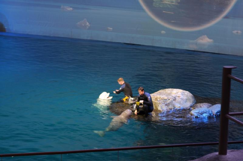 2014-03-12 12:31:14 ** Chicago, Illinois, Shedd Aquarium ** 