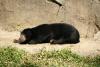 Sun Bear.