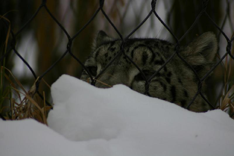 2007-12-09 15:59:16 ** Utah, Zoo ** Schneeleopard.