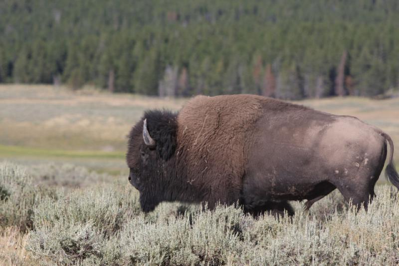 2008-08-15 17:18:35 ** Bison, Yellowstone National Park ** 