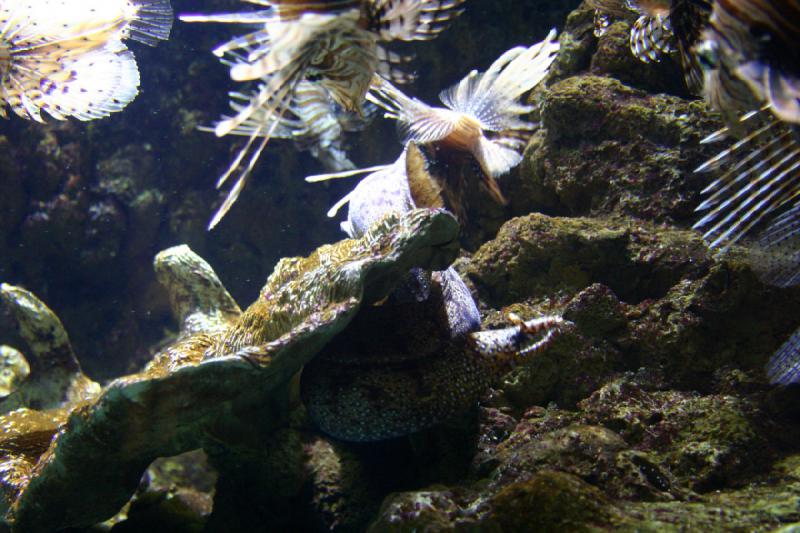 2007-10-13 12:55:34 ** Aquarium, California, Zoo ** Lionfish and moray eel. 2007-10-13 12:55:34 ** Aquarium, California, Zoo ** Lionfish and moray eel.
