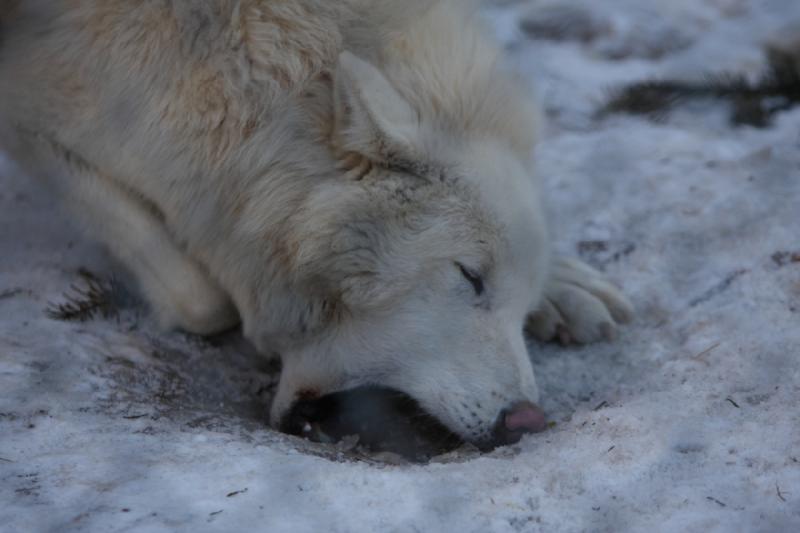 2011-01-23 16:19:35 ** Utah, Zoo ** 