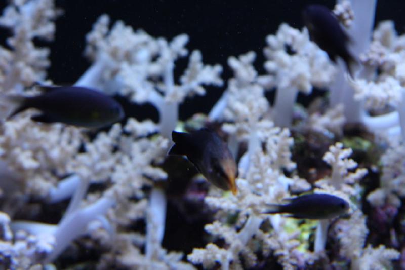 2012-06-16 10:56:13 ** Aquarium, Seattle ** 