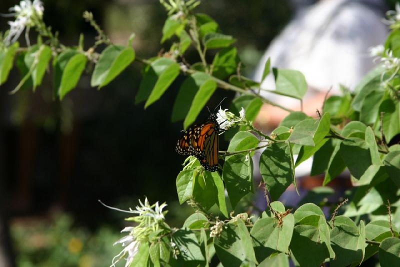 2007-10-27 13:32:46 ** Botanischer Garten, Phoenix ** Monarchfalter.