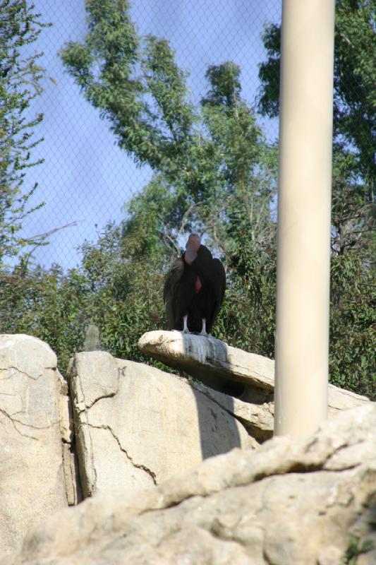 2008-03-21 15:39:10 ** San Diego, San Diego Zoo's Wild Animal Park ** 