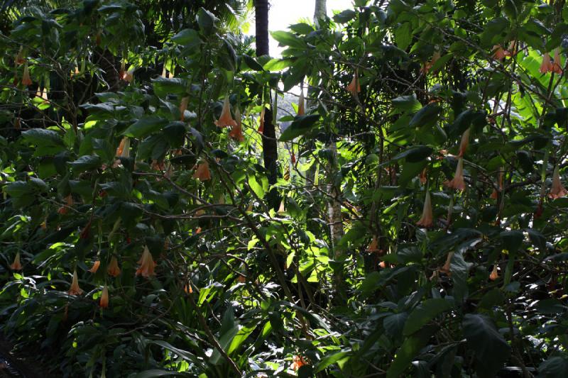 2011-11-27 10:24:13 ** Botanischer Garten, Hawaiʻi, Kauaʻi ** 