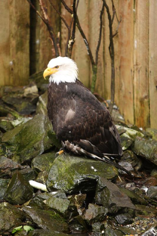 2012-06-19 12:29:51 ** Alaska, Ketchikan, Kreuzfahrt, Weißkopfseeadler ** 