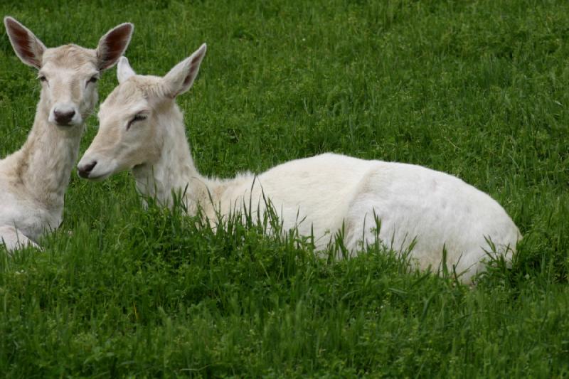 2005-05-07 15:19:25 ** Oregon, Roseburg, Zoo ** White deer.