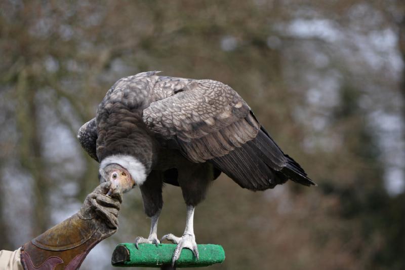 2010-04-13 14:51:23 ** Deutschland, Walsrode, Zoo ** 