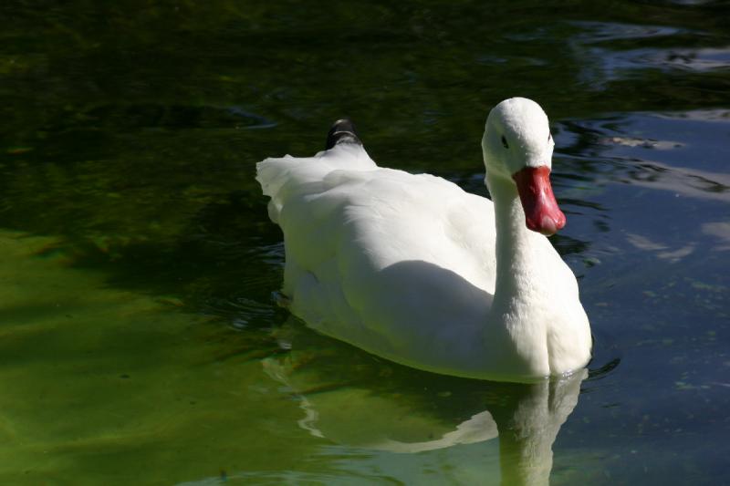 2005-08-24 15:13:09 ** Berlin, Germany, Zoo ** Duck in the pengiun pond.