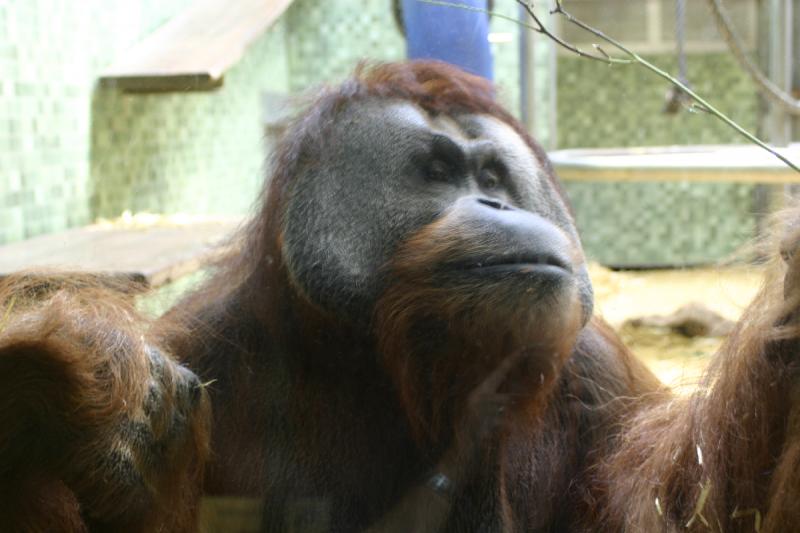 2005-08-24 17:36:28 ** Berlin, Deutschland, Zoo ** Orang-Utan-Männchen.