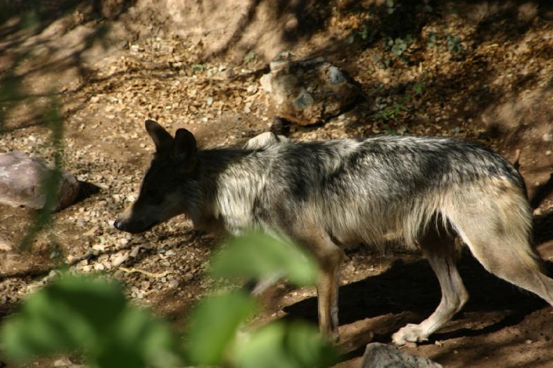 2006-06-17 17:00:46 ** Botanischer Garten, Tucson ** Mexikanischer Wolf.