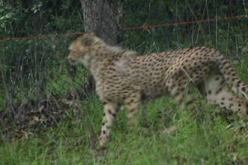 2005-05-07 15:26:15 ** Oregon, Roseburg, Zoo ** Cheetah.