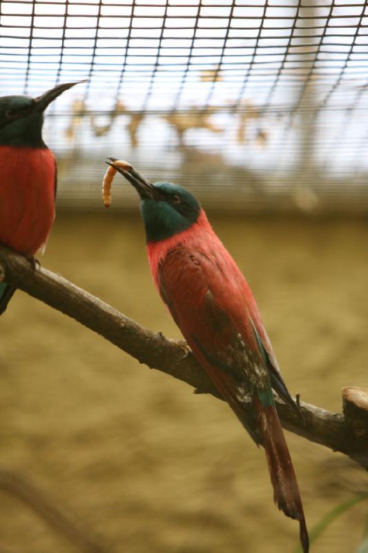 2010-04-13 13:48:29 ** Deutschland, Walsrode, Zoo ** 