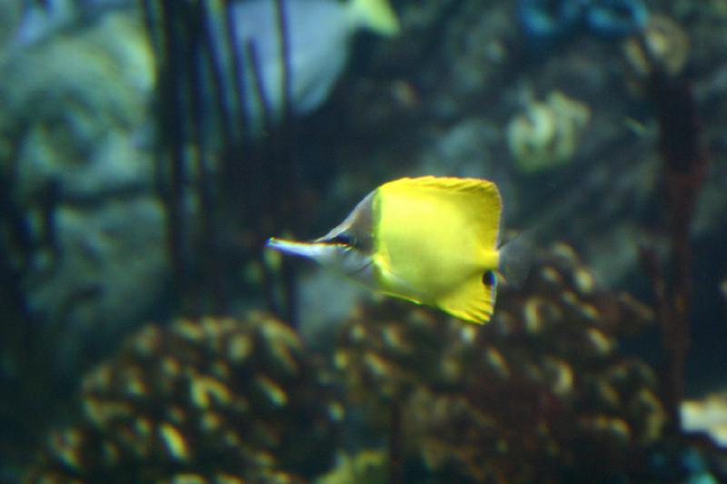 2007-10-13 12:30:28 ** Aquarium, California, Zoo ** Small yellow fish.