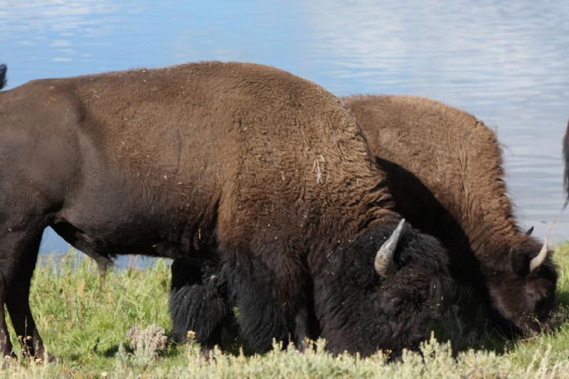 2008-08-15 17:12:09 ** Bison, Yellowstone National Park ** 