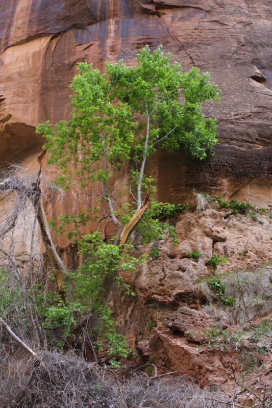 2011-05-29 09:48:54 ** Utah, Zion Nationalpark ** 