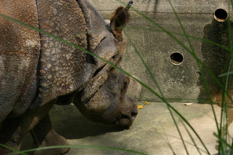 2005-08-24 12:55:08 ** Berlin, Deutschland, Zoo ** Panzernashorn.