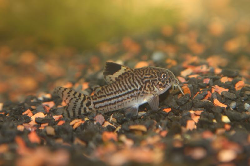 2011-08-07 21:29:26 ** Corydoras trilineatus ** Coryander.