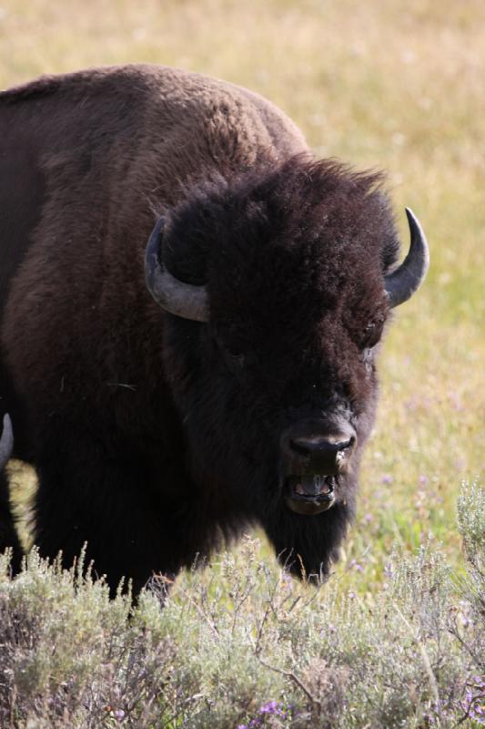 2008-08-15 17:14:10 ** Bison, Yellowstone National Park ** 