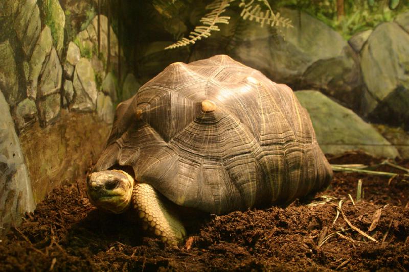 2007-06-18 12:25:02 ** Utah, Zoo ** Strahlenschildkröte.