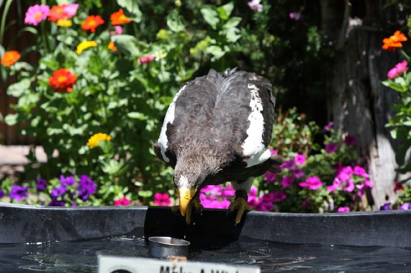 2011-07-15 13:02:35 ** Riesenseeadler, Utah, Zoo ** 