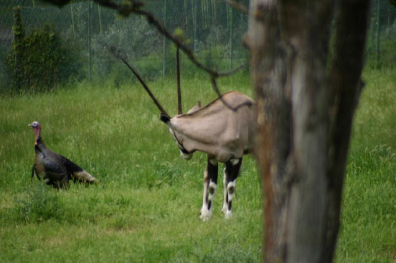 2005-05-07 14:12:58 ** Oregon, Roseburg, Zoo ** Truthahn und Oryx Antilope.