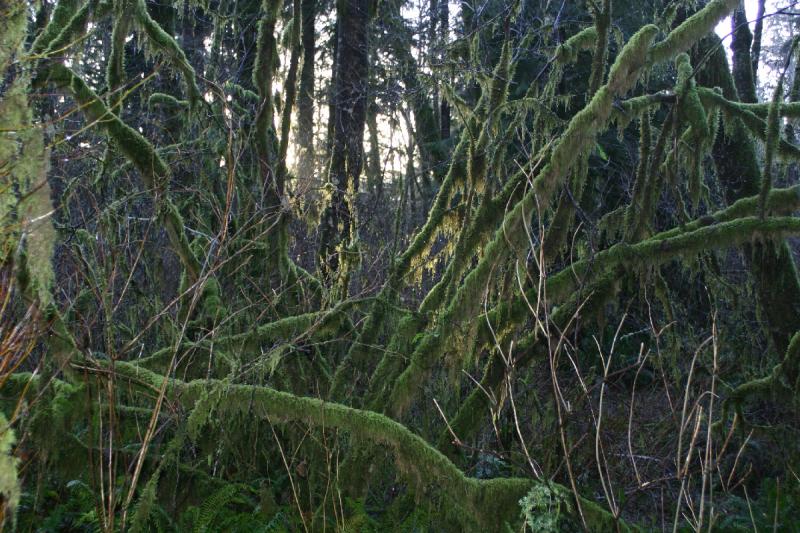 2006-01-28 17:27:36 ** Oregon ** The last rays of sunlight of this day in the moss.