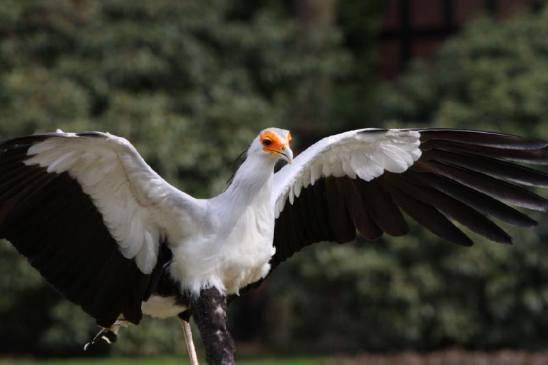 2010-04-13 14:38:23 ** Deutschland, Walsrode, Zoo ** 