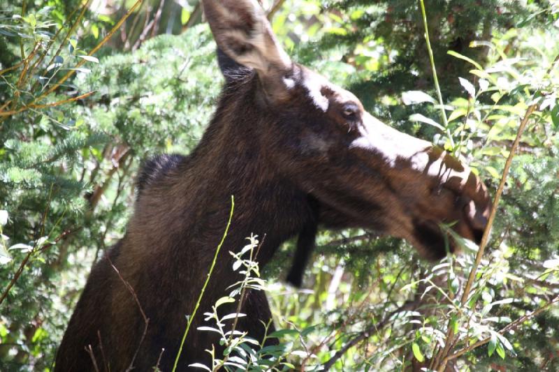 2010-08-21 11:18:31 ** Moose, Uinta Mountains ** 