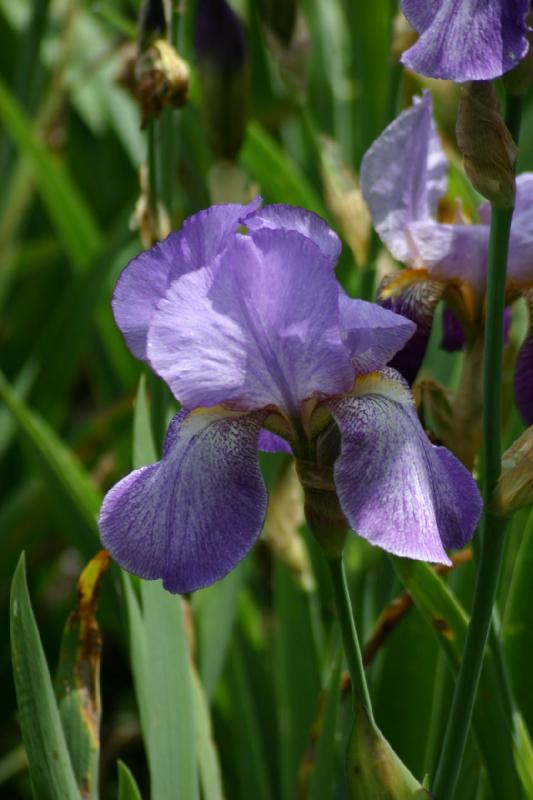 2005-05-07 13:57:04 ** Oregon, Roseburg, Zoo ** Iris.