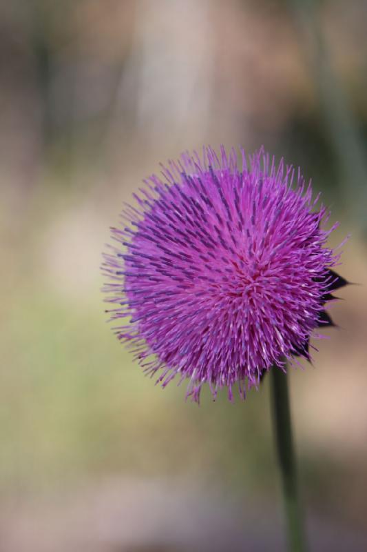 2010-08-21 10:23:46 ** Uinta Mountains ** Thistle.